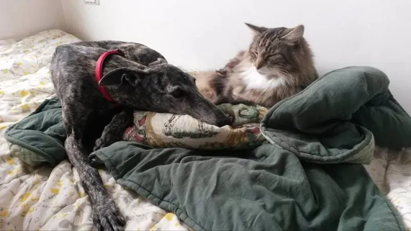 12576074 1063641510322896 494528213 n