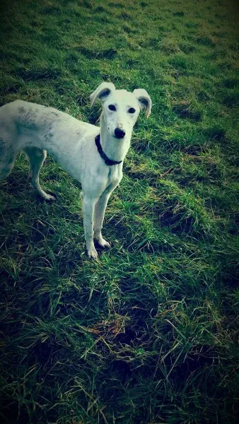 12591997 10207350057603239 1328398728 o