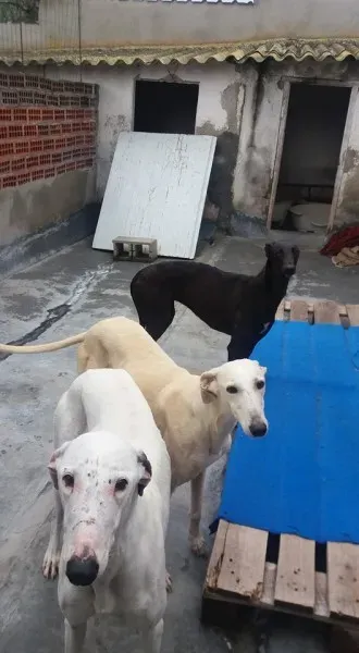 12592367 1009500952467093 2368417996246850213 n