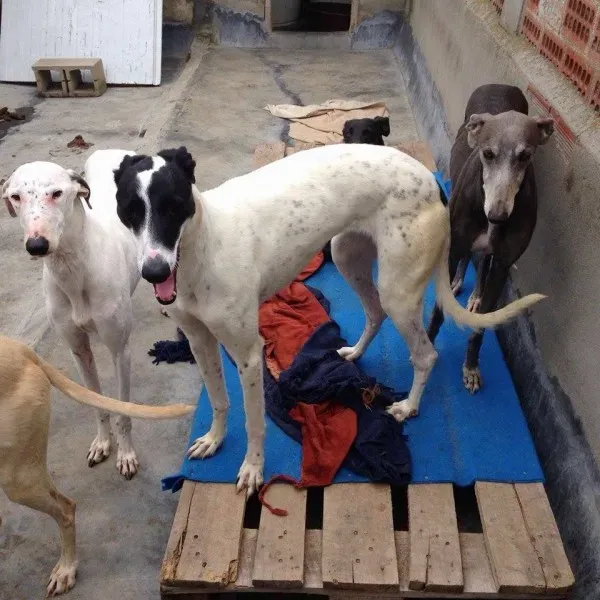 12596163 10207881750795462 569929356 n