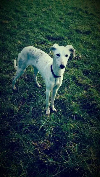 12620879 10207350056243205 1233384294 o