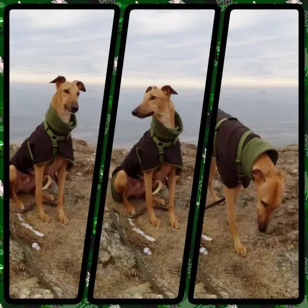 12647008 954074138009775 5587114916879989439 n