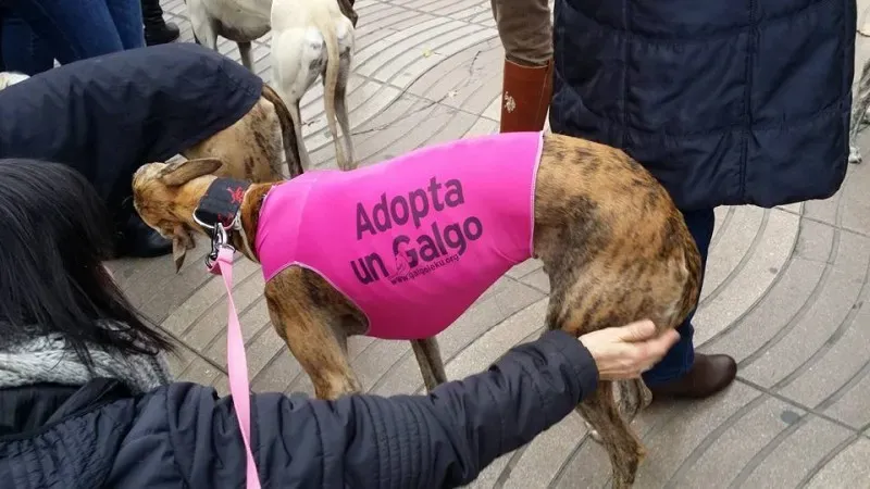 12647396 1262537207093544 3458421223043404338 n