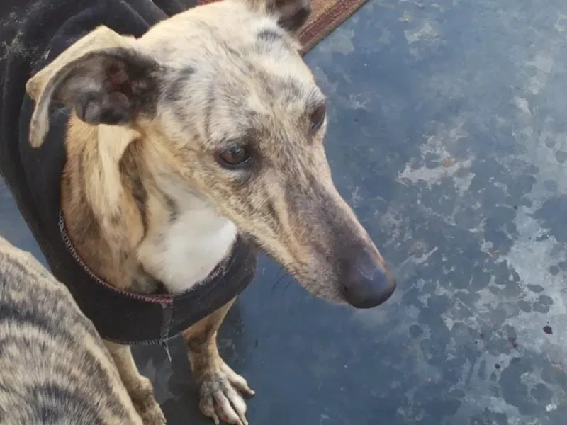 12651074 956186034465252 1600589694636160661 n