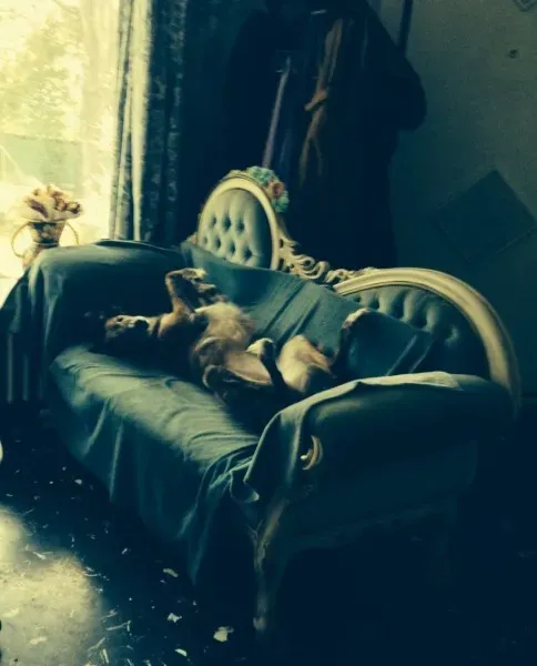 1265444 1384870695103103 675784511 o