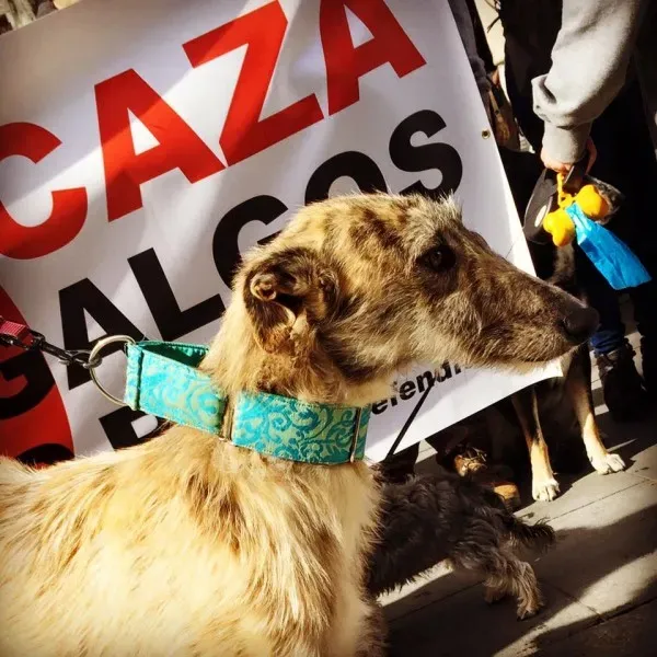 12654598 10156485539595494 2583987012454731463 n