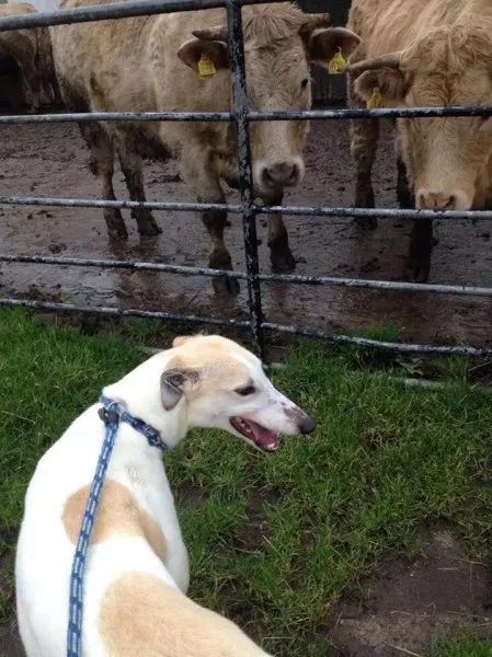 12665869 978750718883198 1423548558 n