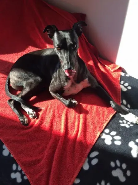 12670732 10208493525832605 8307405404887808446 n