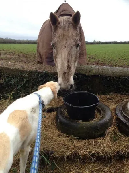 12674092 978750772216526 731542217 n