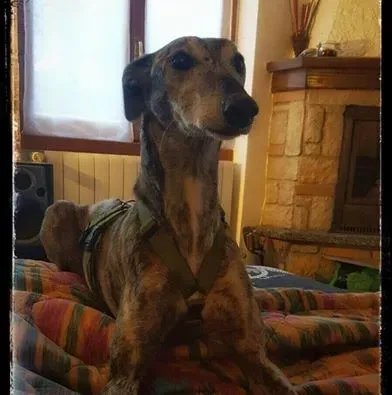 12688151 10208994085157622 6006085520717266421 n