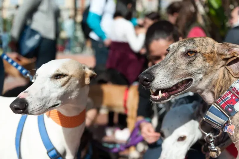 12697073 10208581129231482 5261187485541383811 o