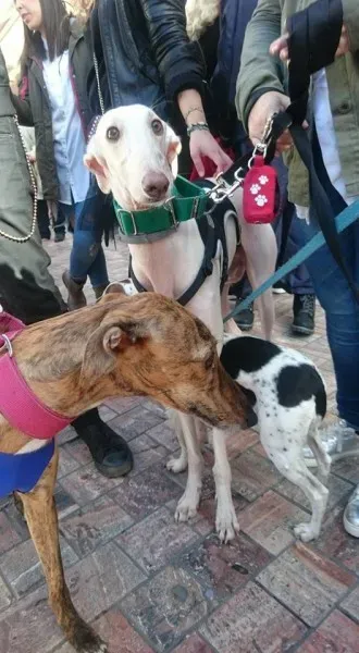 12705253 10208701502961935 637873241635461467 n