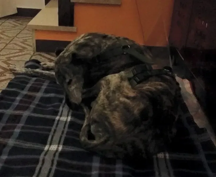 12705309 1259549707395217 6242036138665714743 n