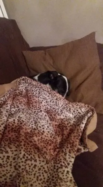 12733976 10207340811871199 4079569498919776397 n