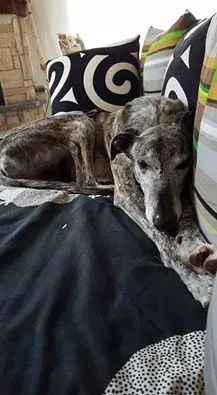 12742018 1172487952762249 8639986463494663908 n