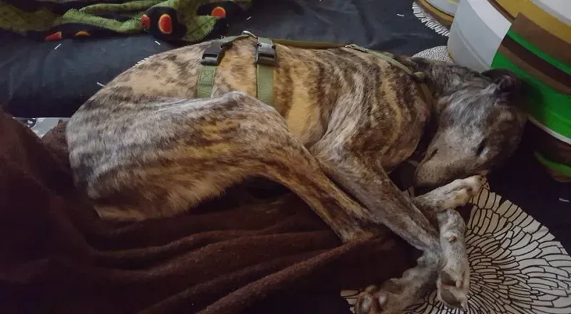 12743542 1172487969428914 8520798881639993895 n