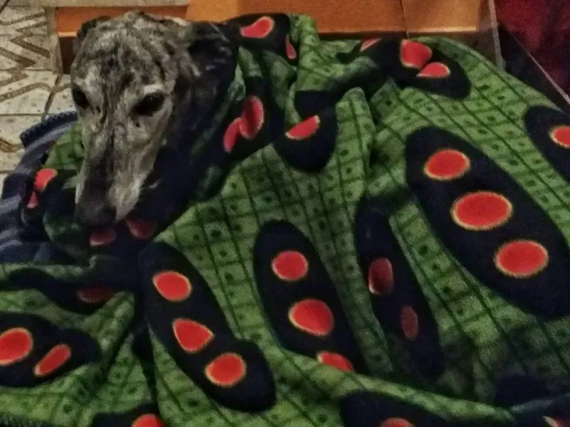 12745591 1259949254021929 7158458959212360007 n