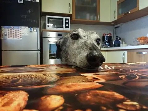 12745623 1260911540592367 653805233139291328 n