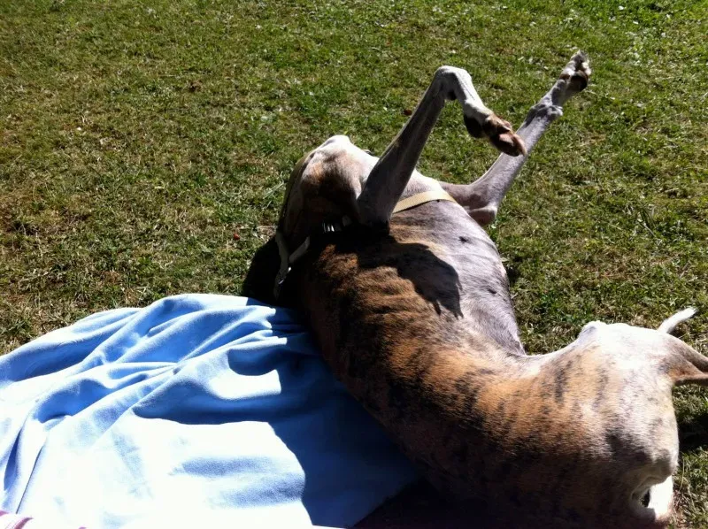 1277548 380613102065105 1534993732 o