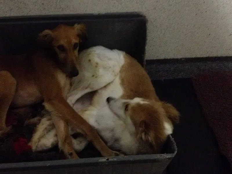 12776803 10153215491900194 1757716398 o