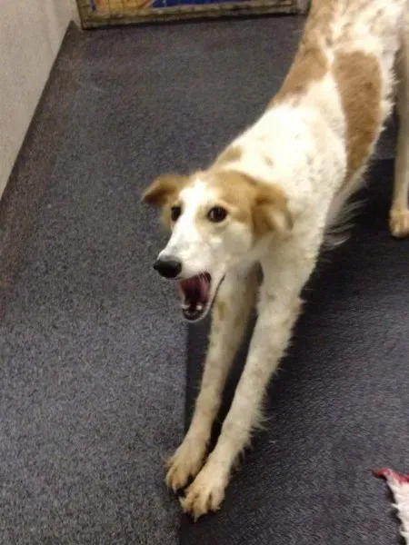 12784338 10153215487245194 572735936 n