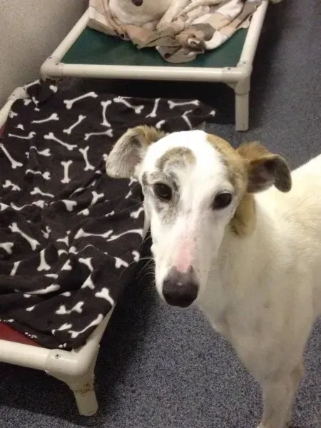 12787470 10153215512490194 2030296310 o