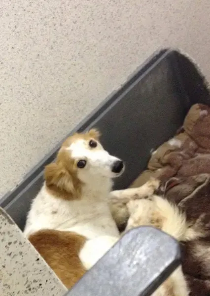 12787558 10153215487115194 2057278254 o