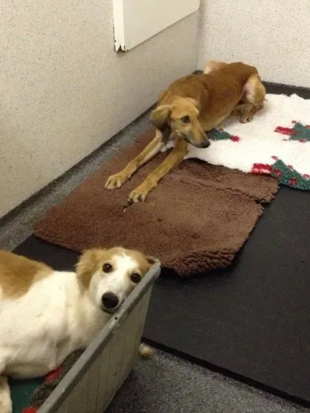 12787625 10153215491025194 1768883405 o