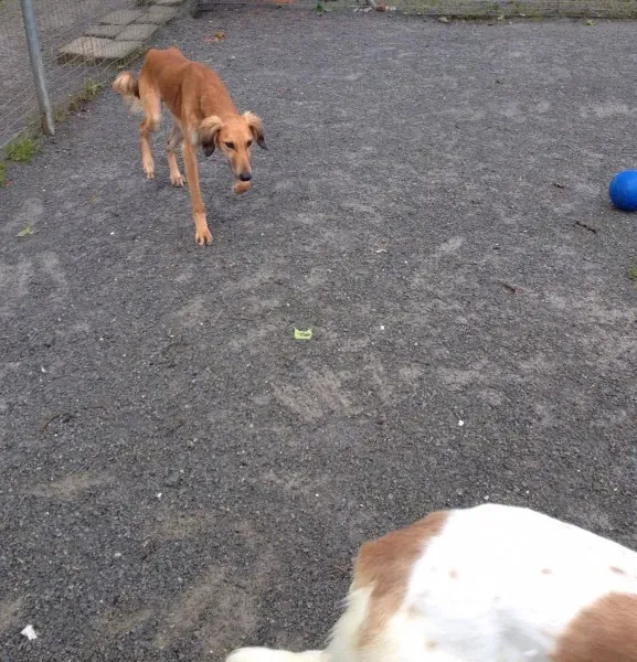 12789904 10153224668530194 1424842973 o