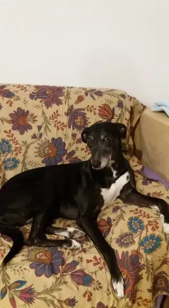 12794547 1570870903231493 3131879167220239884 n