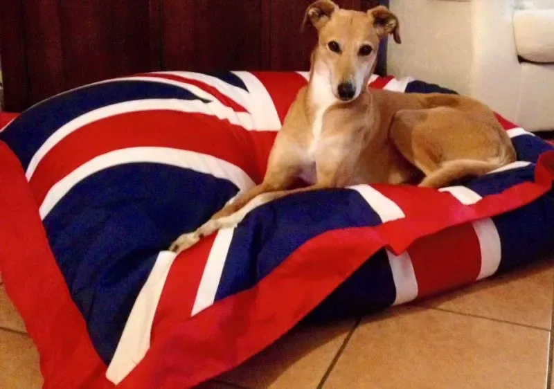 12794635 575319735972409 367221348597546406 n