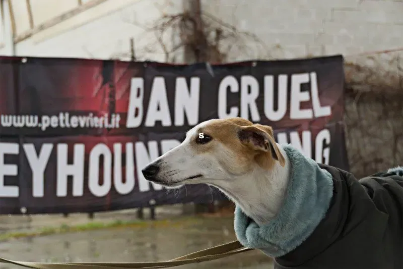 12803242 976736132410242 488190019513159386 n