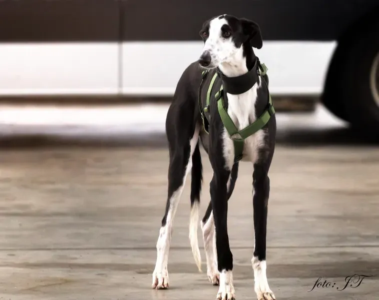 12809921 982385791830824 1915891759 o