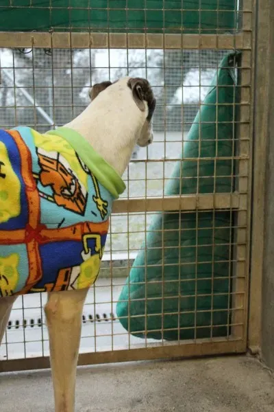 12810095 10153235686200194 2040702133 o