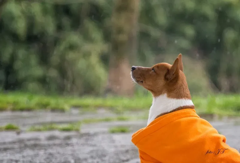 12810295 982388031830600 825572453 o