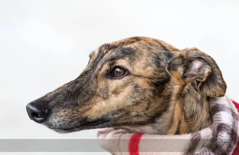 12822616 981827825219954 1732539930 o