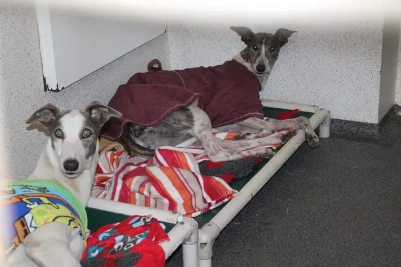 12823161 10153235685110194 1569394960 o