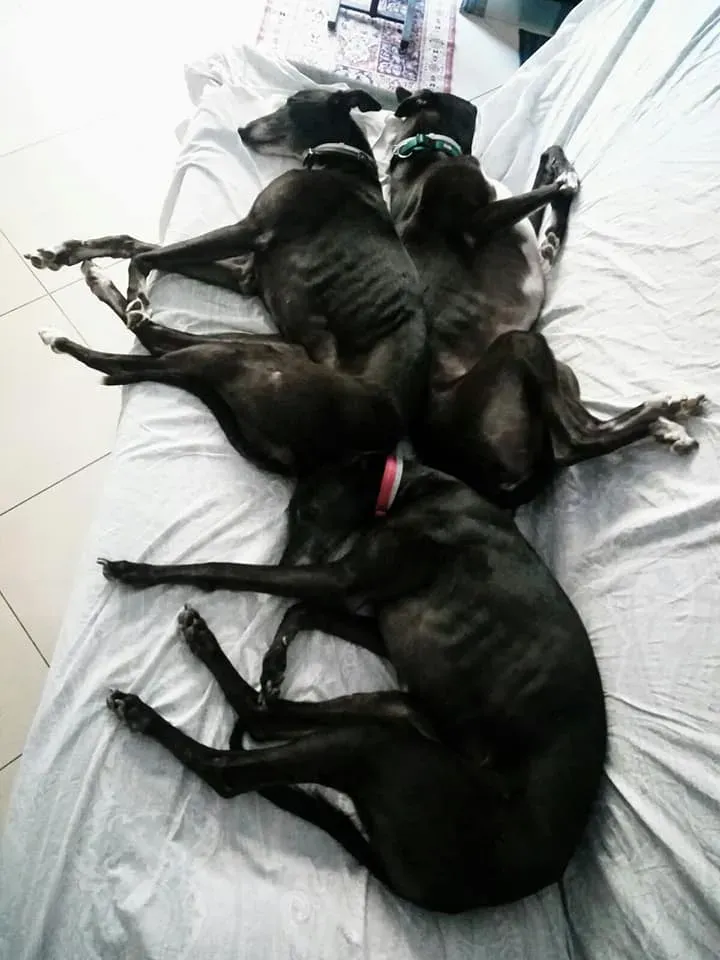 128402761 10221570306064825 1827268998045680826 n