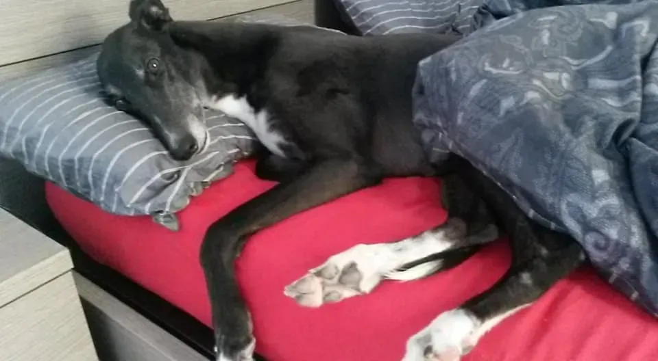 128427069 10221570309744917 3028129332348763068 n