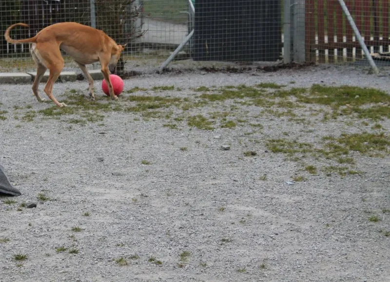 12874407 10153260964420194 2132711137 o