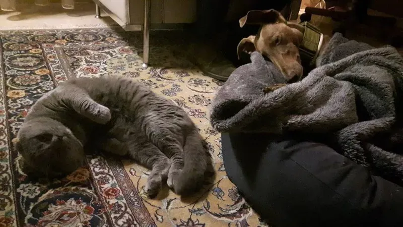 12936542 1003266849757170 6327260620339553680 n