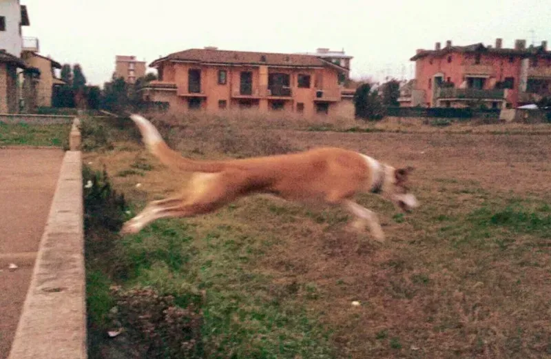 12938139 1326485294035553 2394276267418678733 n