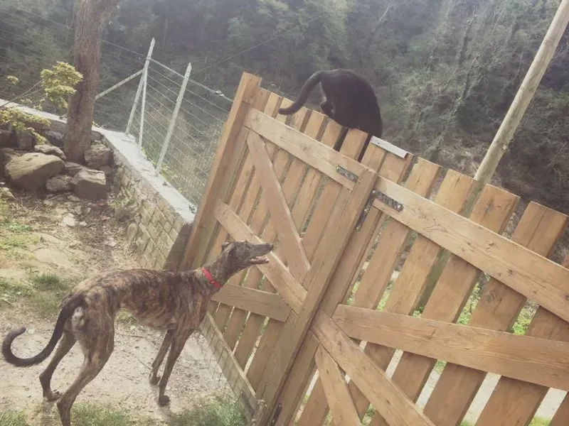 12938357 1001432229940632 2761970837236763987 n