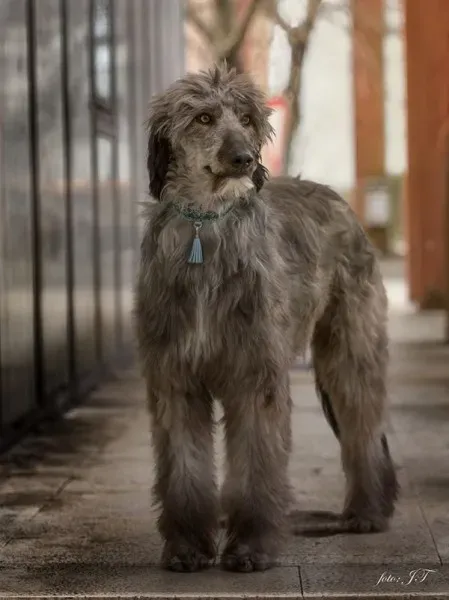 12961157 1005916602811076 1104294735202156683 o