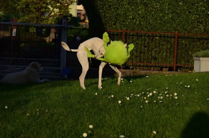 12963634 10207191203113369 8712019180771435875 n