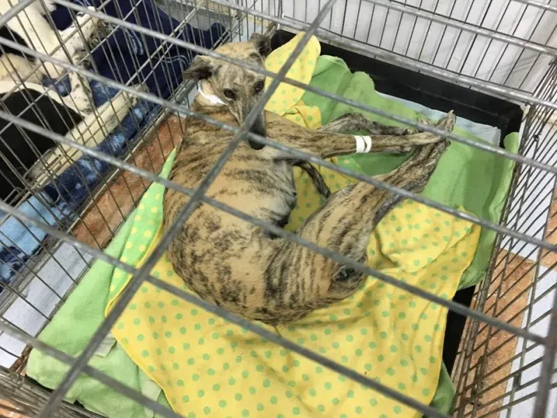 12963815 1007981902618998 4490116274676775442 n