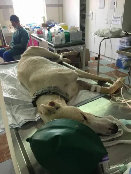 12963872 1007981629285692 2551302113217271549 n