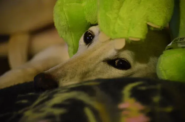 12970933 10207183138471758 1271325076446779169 o