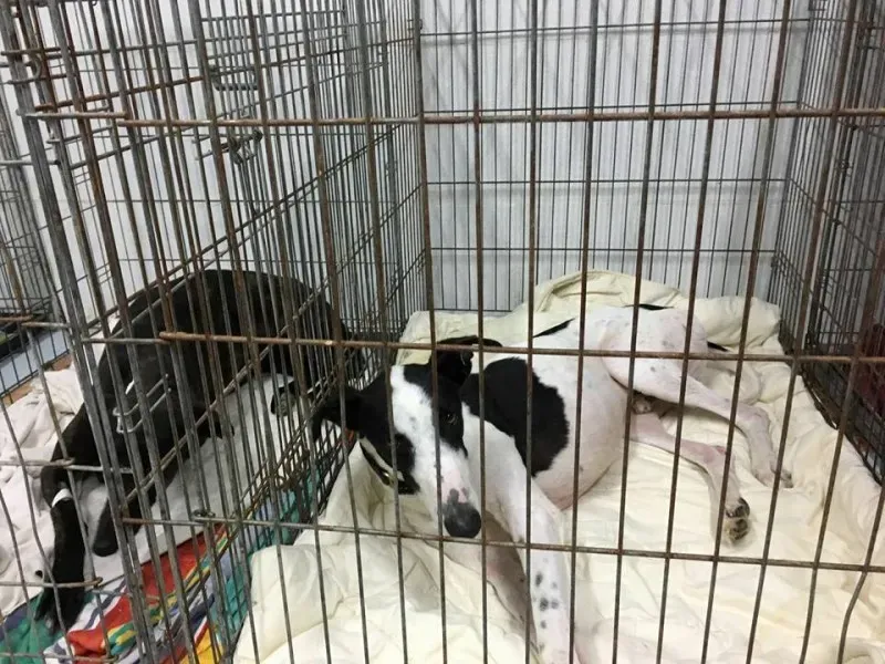 12974419 1007981852619003 4870494149336311814 n