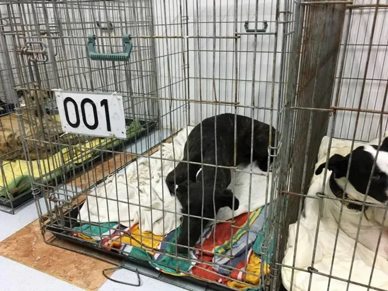 12974476 1007981942618994 2357270760159532691 n